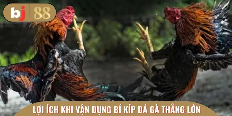 Lợi ích đáng chú ý vận dụng bí kíp đá gà thắng lớn