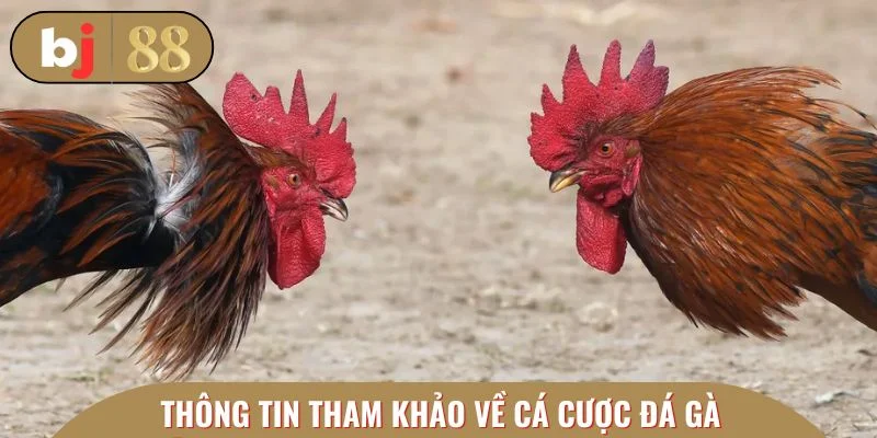 Sơ lược thông tin tham khảo về cá cược đá gà