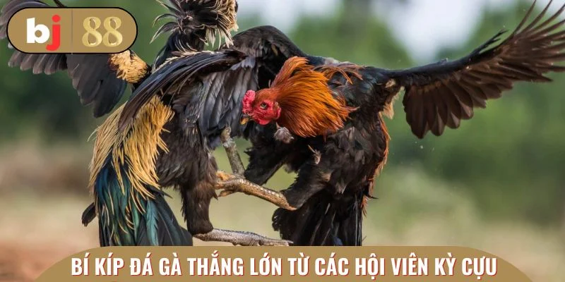 Tổng hợp bí kíp đá gà thắng lớn từ các hội viên kỳ cựu