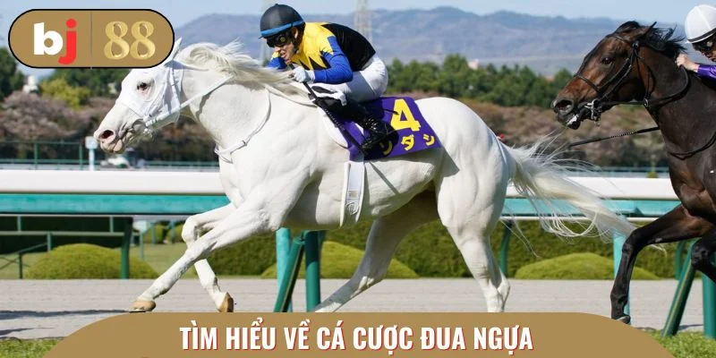 Cơ bản những thông tin xoay quanh cá cược đua ngựa