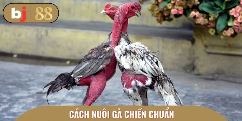Cách nuôi gà chiến chuẩn