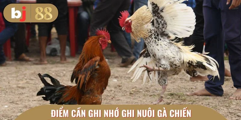 Điểm cần ghi nhớ ghi nuôi gà chiến