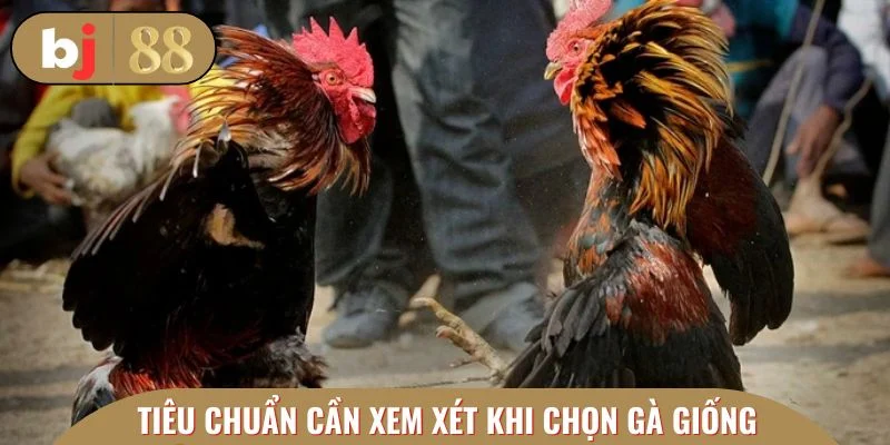 Tiêu chuẩn cần xem xét khi chọn gà giống