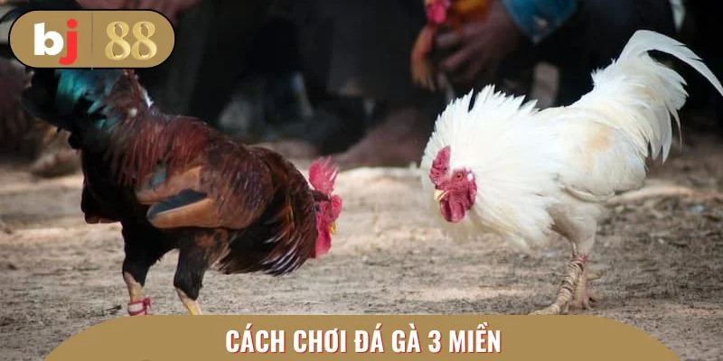 Cách chơi đá gà 3 miền