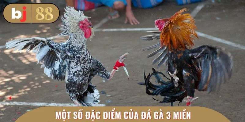 Một số đặc điểm của đá gà 3 miền