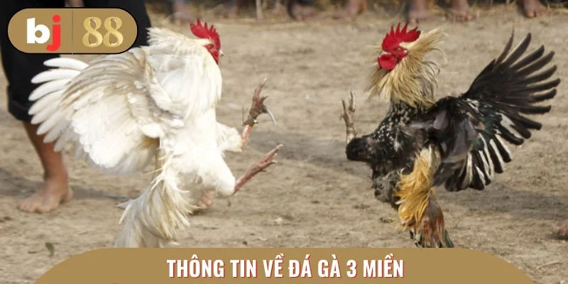 Thông tin về đá gà 3 miền