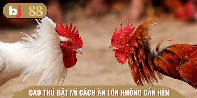 Đôi nét về đá gà cựa sắt