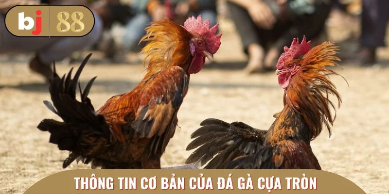 Cơ bản thông tin về đá gà cựa tròn thú vị