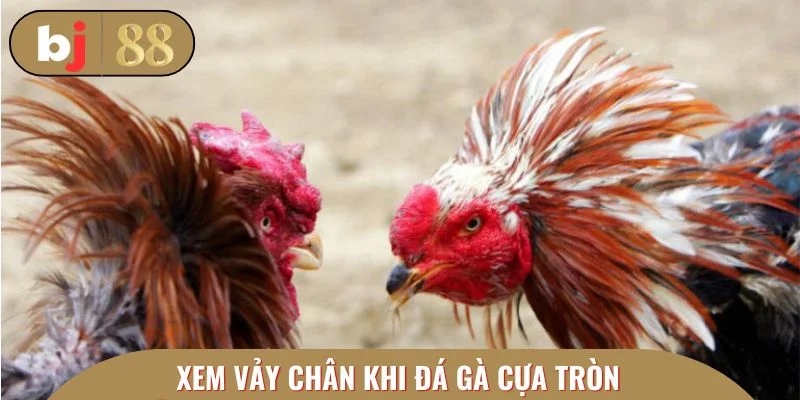 Xem vảy chân chi tiết khi vào kèo