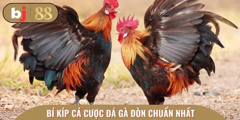 Bí kíp cá cược đá gà đòn chuẩn nhất