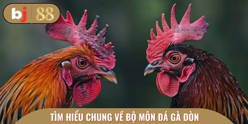 Tìm hiểu chung về bộ môn đá gà đòn