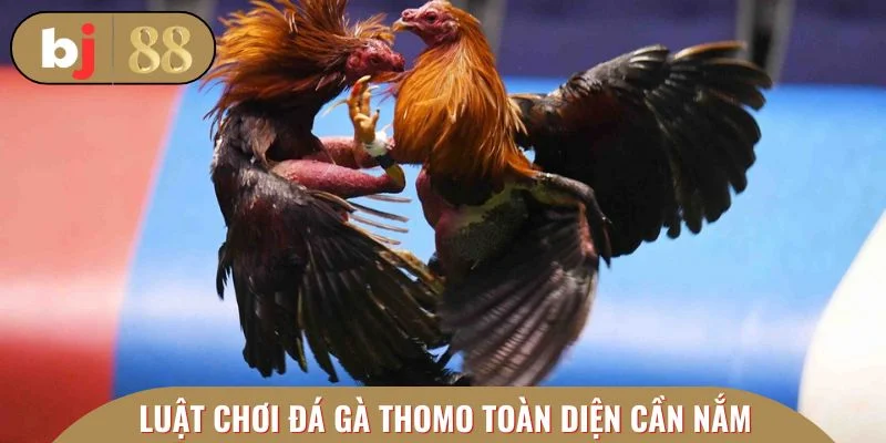 Chi tiết toàn bộ luật chơi đá gà Thomo toàn diện cần nắm