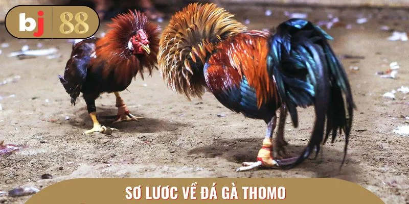 Sơ lược về đá gà Thomo