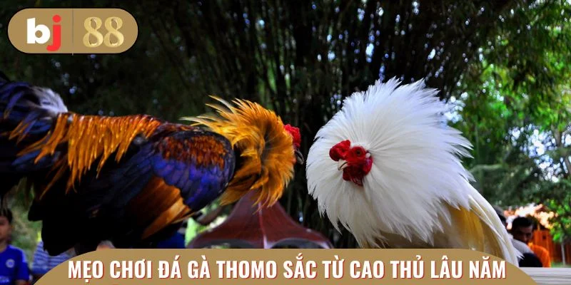 Mẹo đặc sắc từ cao thủ lâu năm tại đá gà Thomo