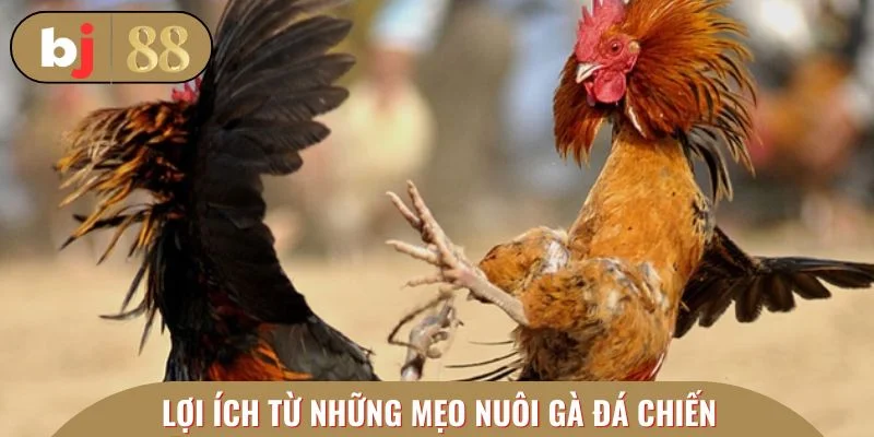 Lợi ích đáng chú ý từ những mẹo nuôi gà đá chiến