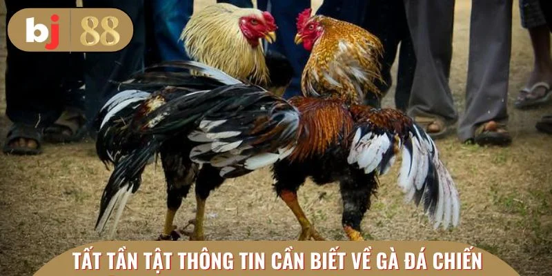 Tất tần tật thông tin cần biết về gà đá chiến