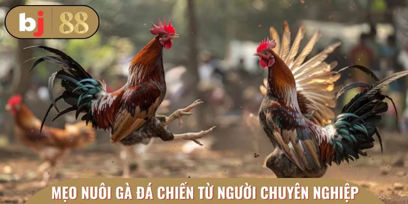 Mọi mẹo nuôi gà đá chiến đặc sắc từ thành viên chuyên nghiệp